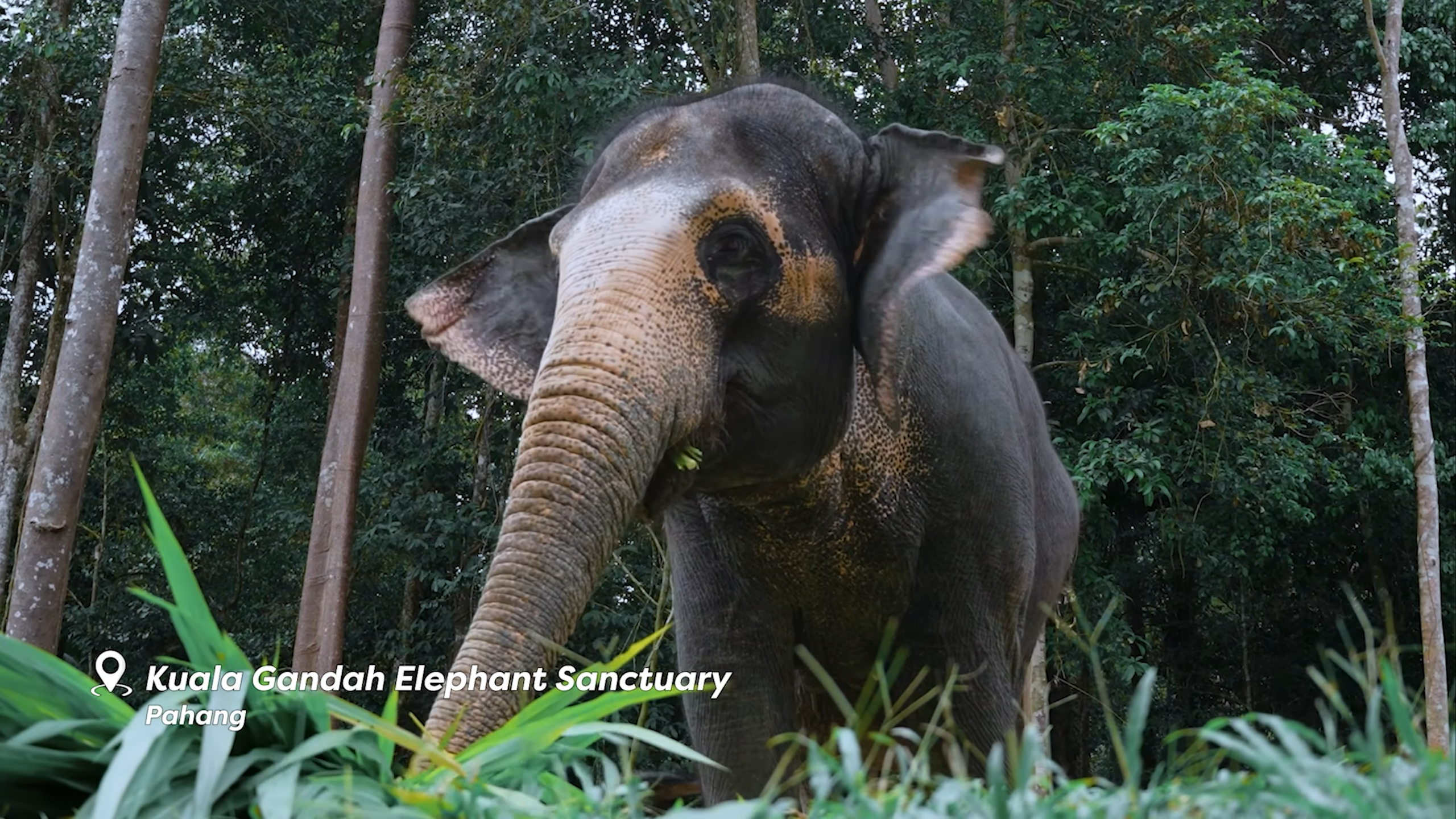 Kuala Gandah Elephant Sanctuary Gajah